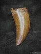 Premium Inch Nanotyrannus (T-Rex) Tooth #1535-1